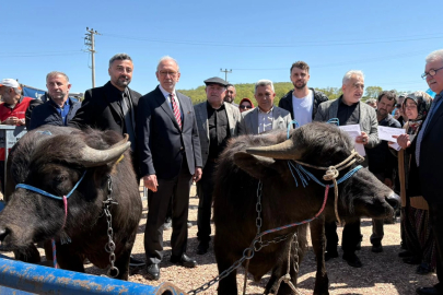 Kocaeli’de damızlık mandalar üreticilere teslim edildi