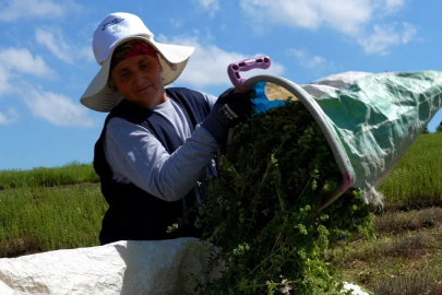 Kocaeli’de TABİP projesiyle kekik hasadı başladı