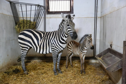 Bursa Hayvanat Bahçesi’nde zebra ailesi büyüyor