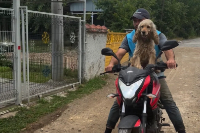 Düzce'de bir an olsun sahibi yalnız bırakmayan köpek gülümsetti