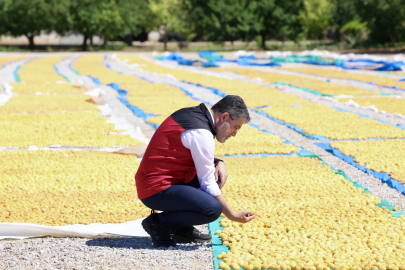 Malatya kayısısında bereket