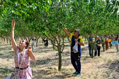 Başkentliler Ata Çiftliği'nde hasat yaptı