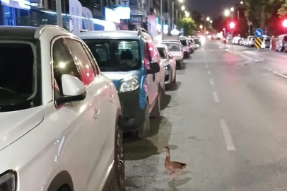 Trafiği durdurup ördeği kurtardılar