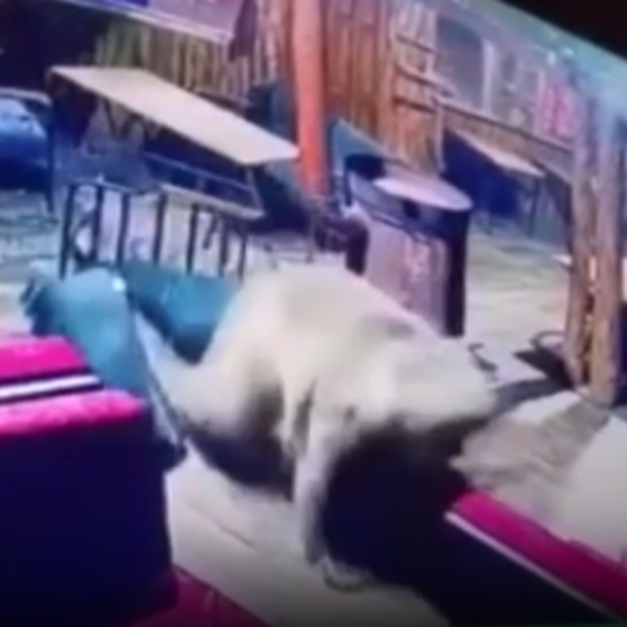 Ayı camı kırıp işletmeyi dağıttı!