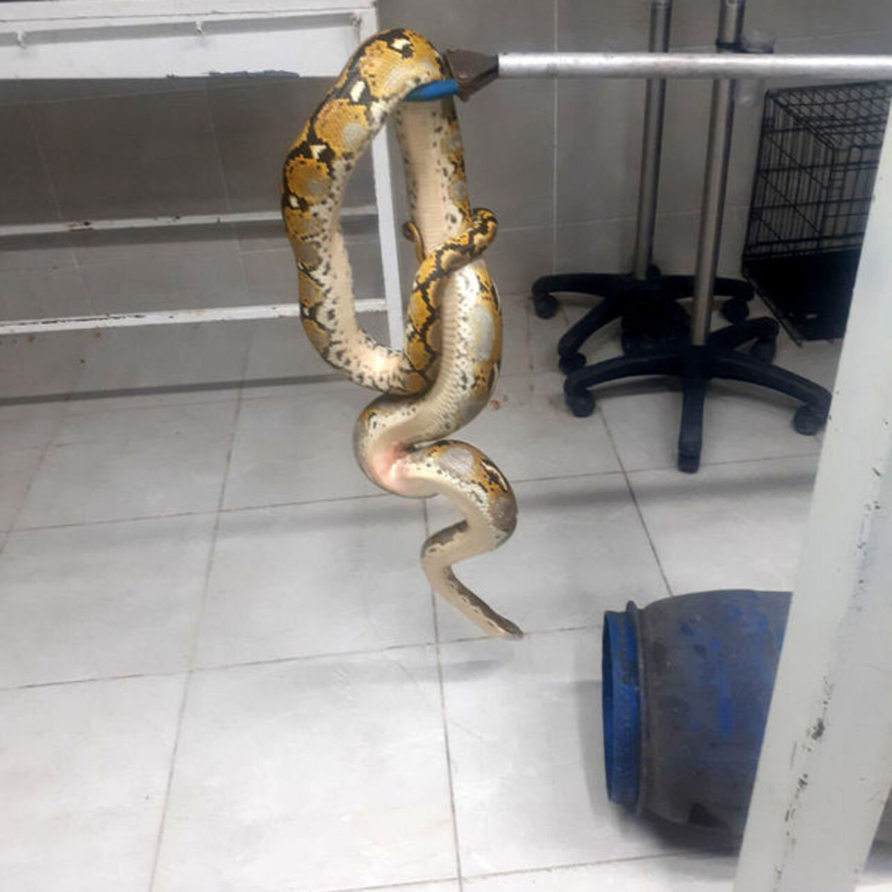 Yolcu otobüsünde “piton” ele geçirildi