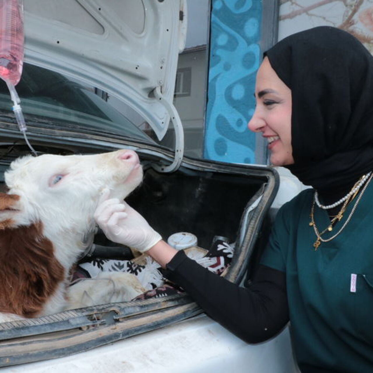 Hastalanan buzağı otomobille veterinere taşındı