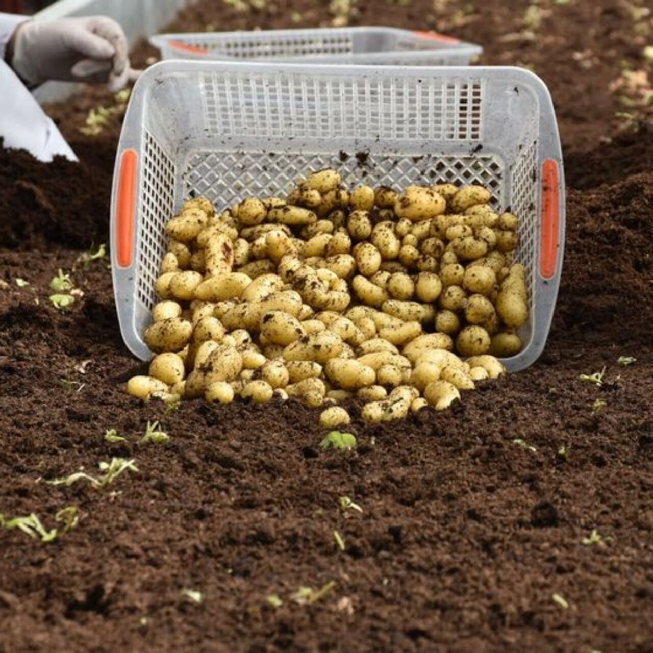 Niğde’de 10 yeni patates geliştirildi