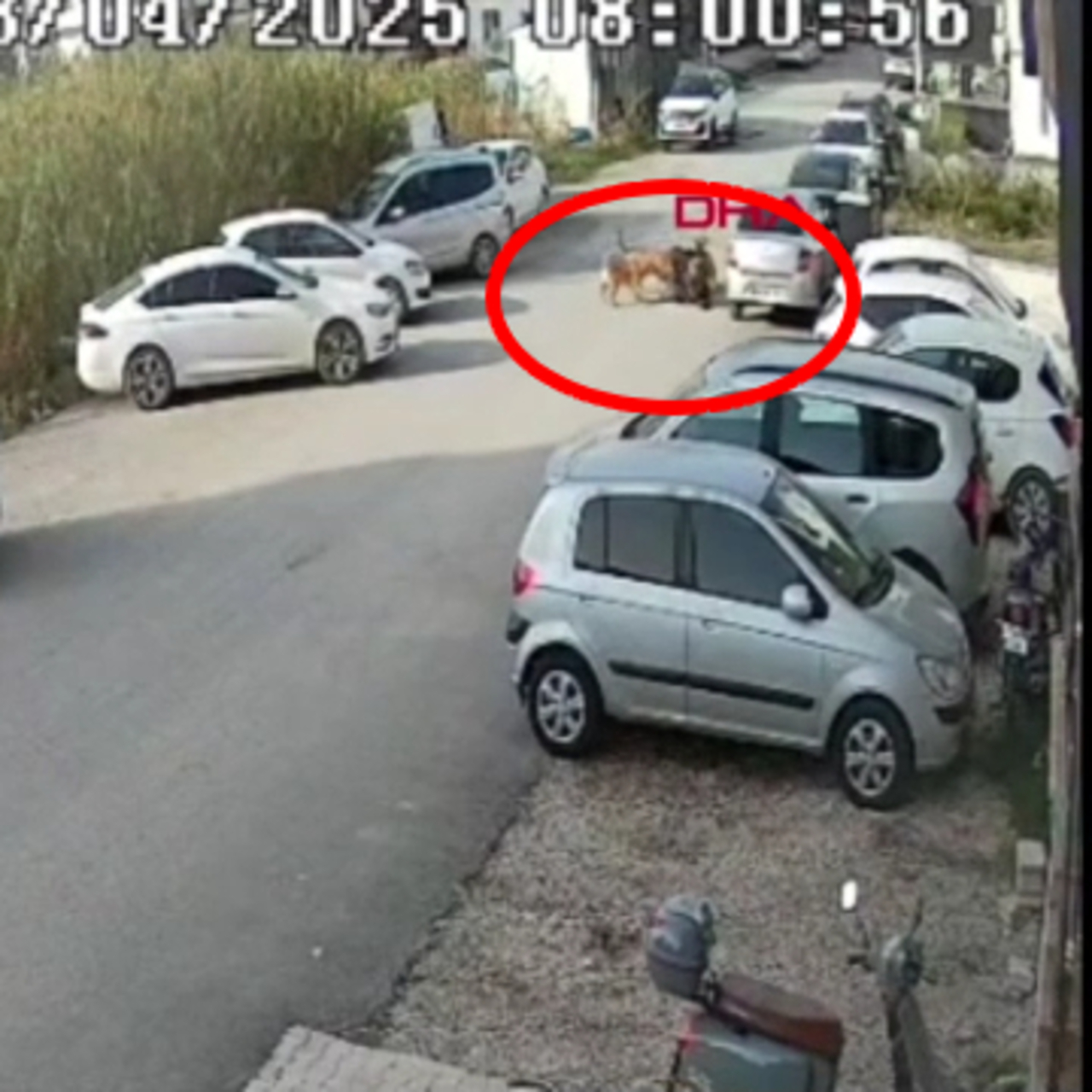 Köpeklerin saldırısı kamerada