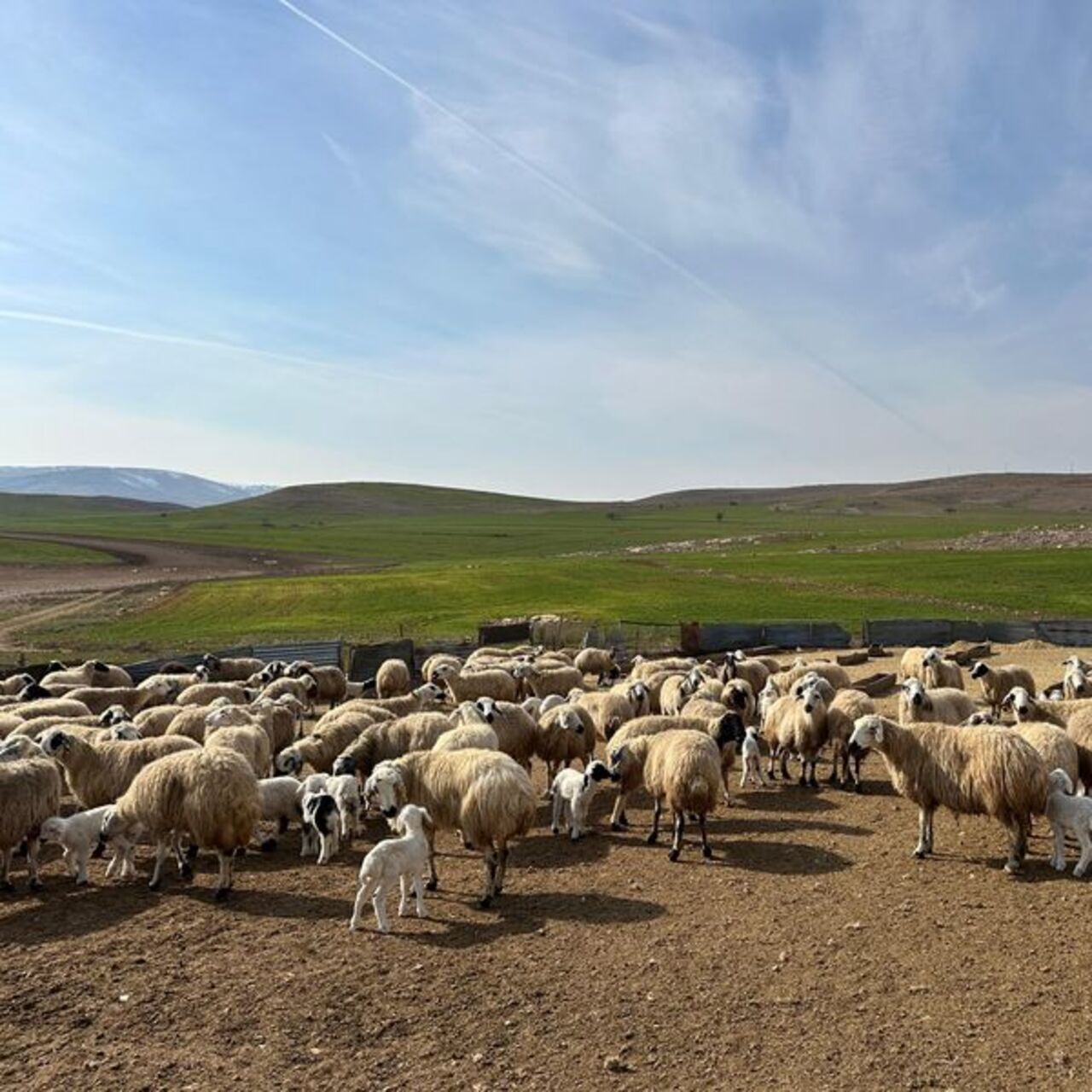 Tunceli’de ‘şap’ karantinası