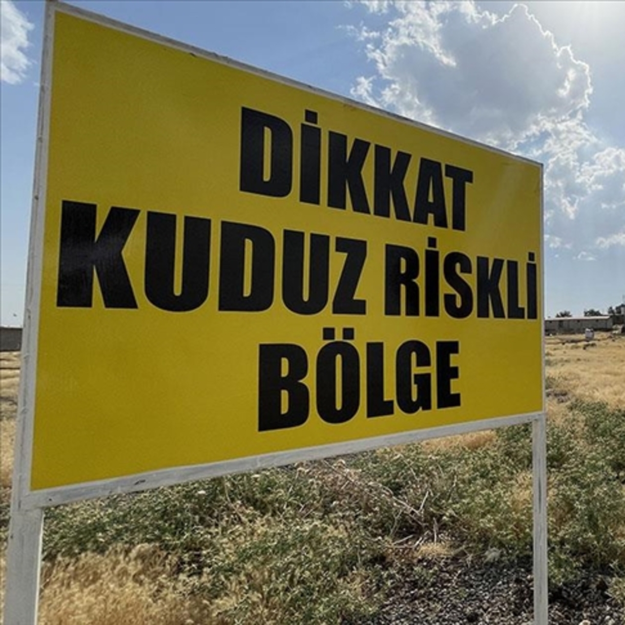 Hatay’da kuduz alarmı!