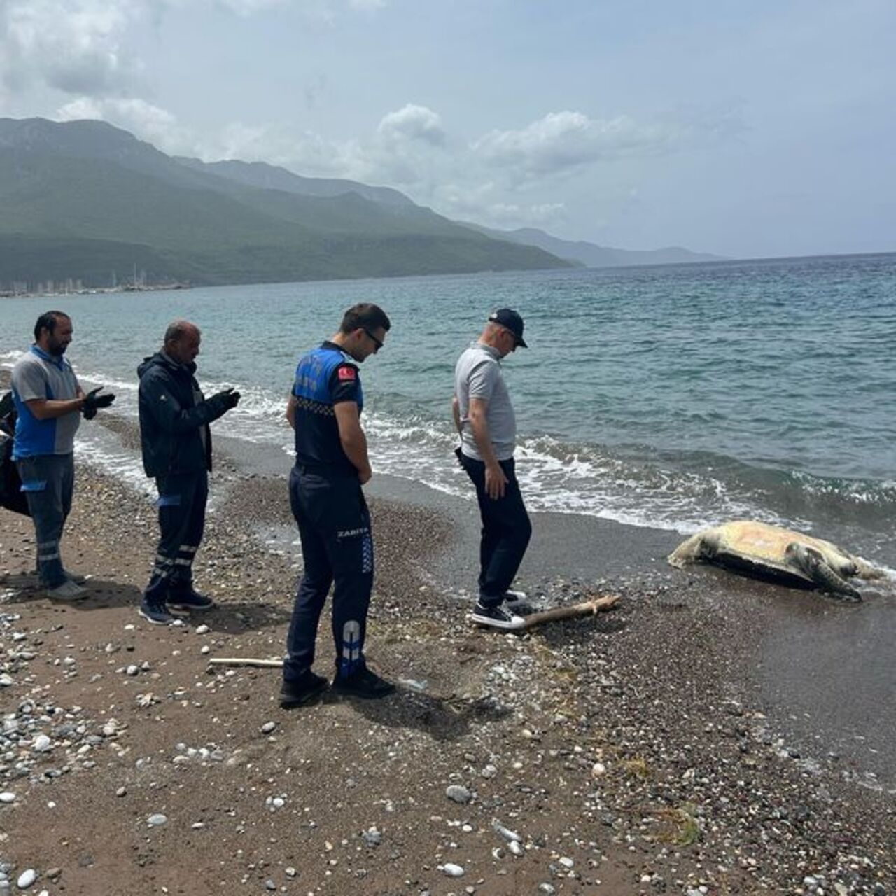 Datça’da ölü caretta caretta bulundu