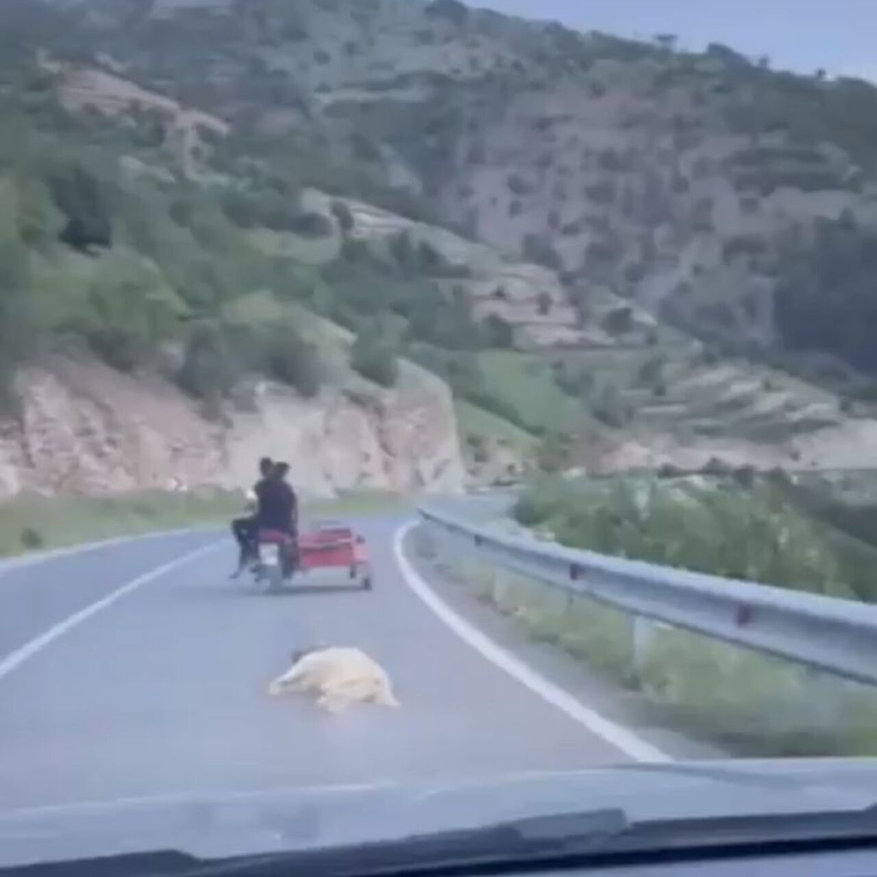 Ölen köpeğe eziyetin bedeli belli oldu!