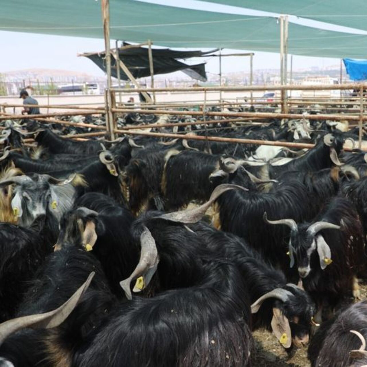 Elazığ’da kurban kesim alanı açıklandı