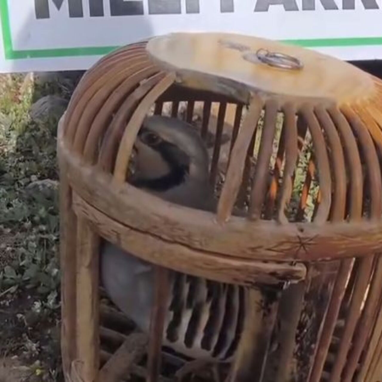 Siirt’te keklik avına 63 bin lira ceza