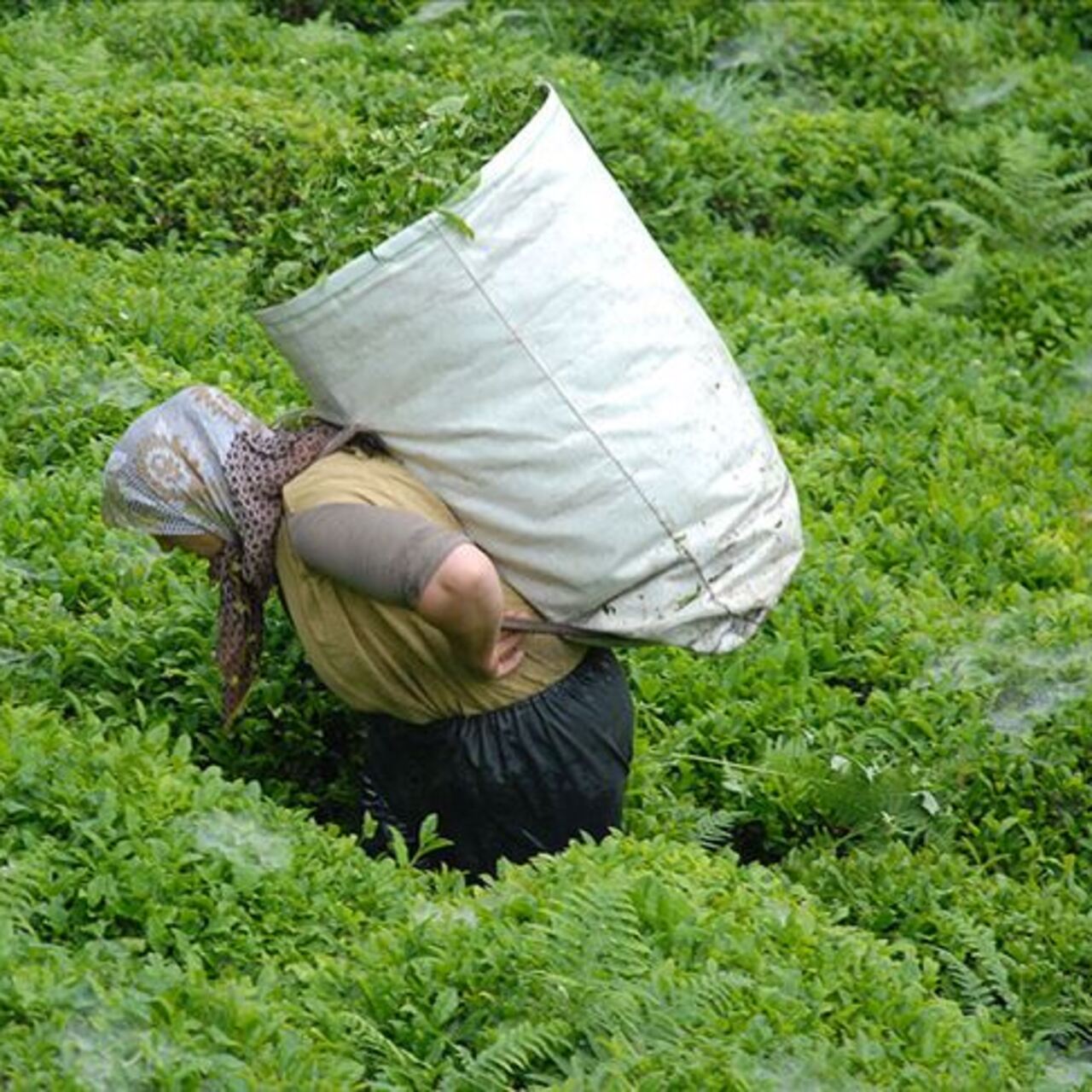 ÇAYKUR 1.500 mevsimlik işçi alıyor