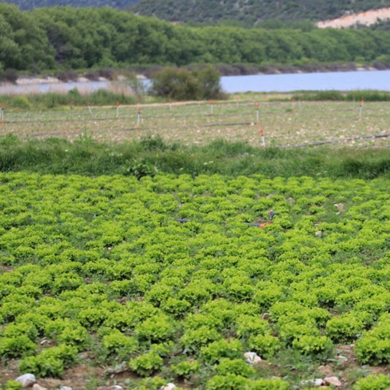 Barajda tarım yapanlar hakkında işlem başlatıldı