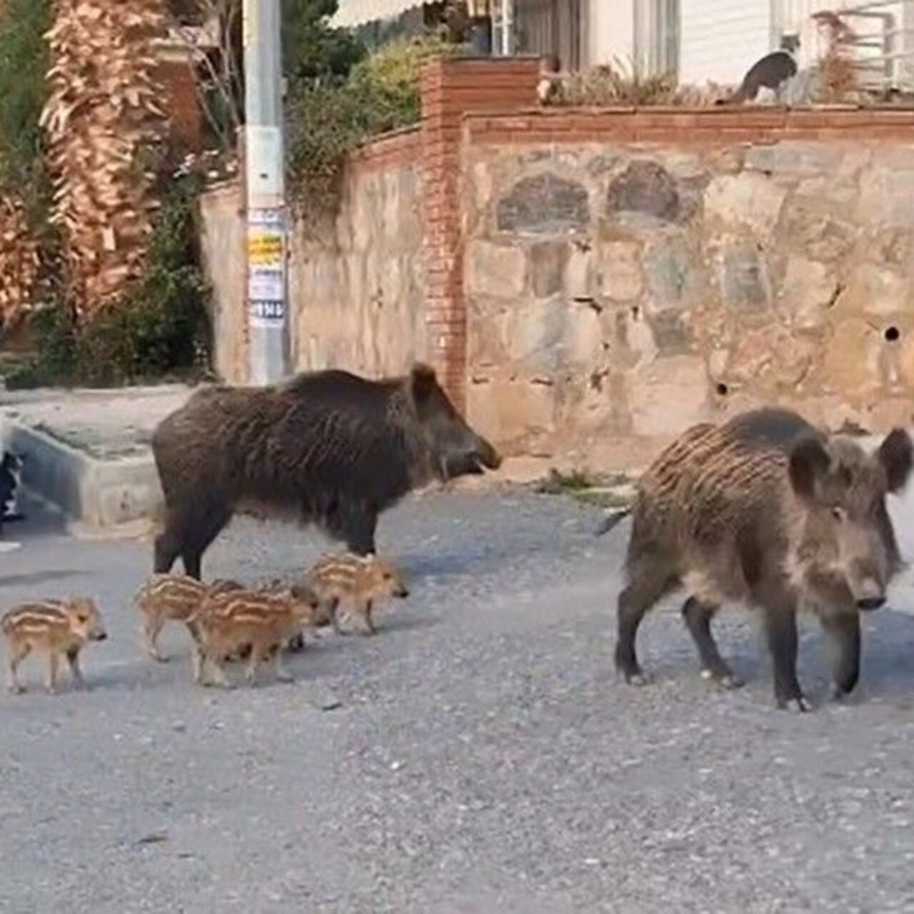 Yaban domuzlarını besleyenlere ceza kesilecek