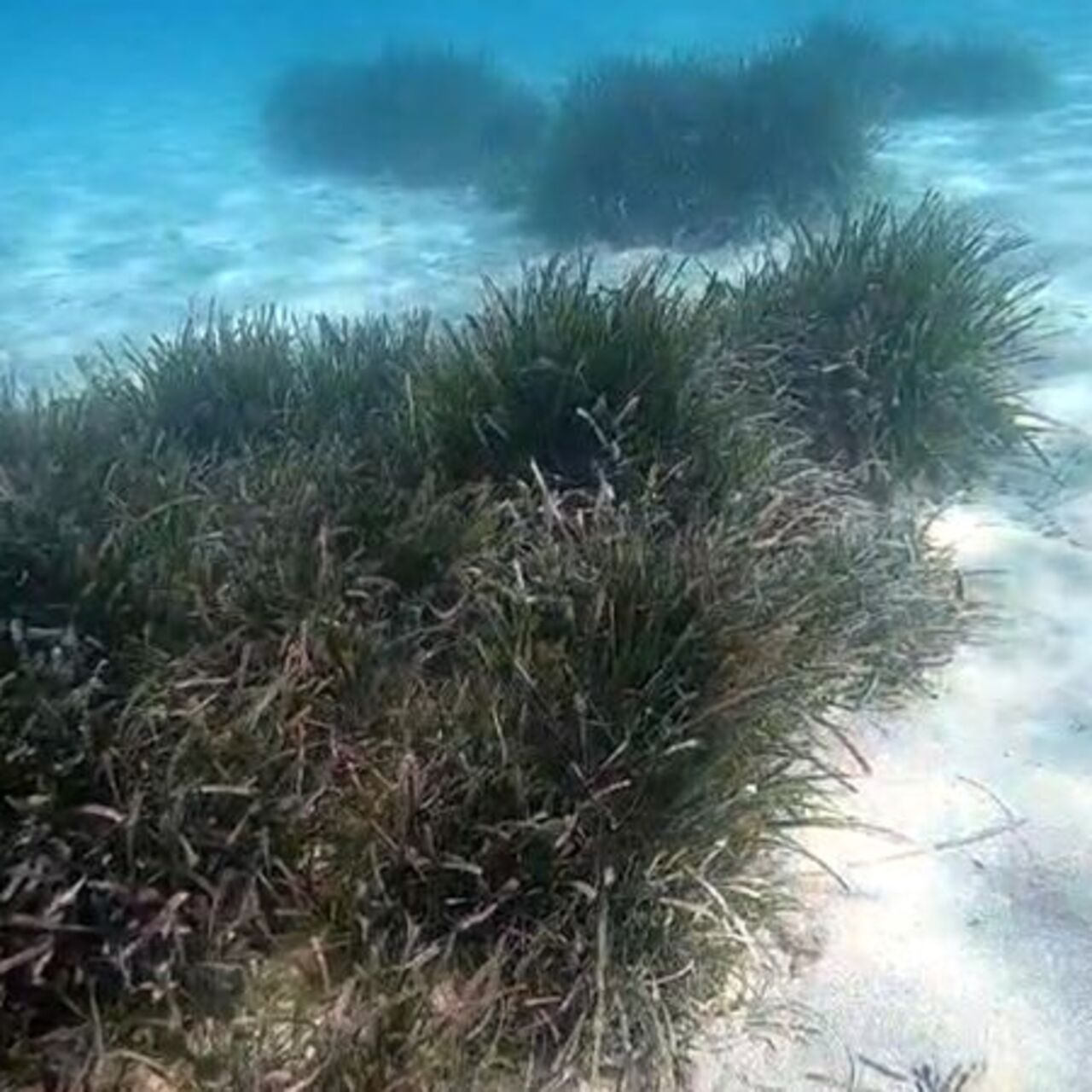 Marmara için deniz çayırı uyarısı