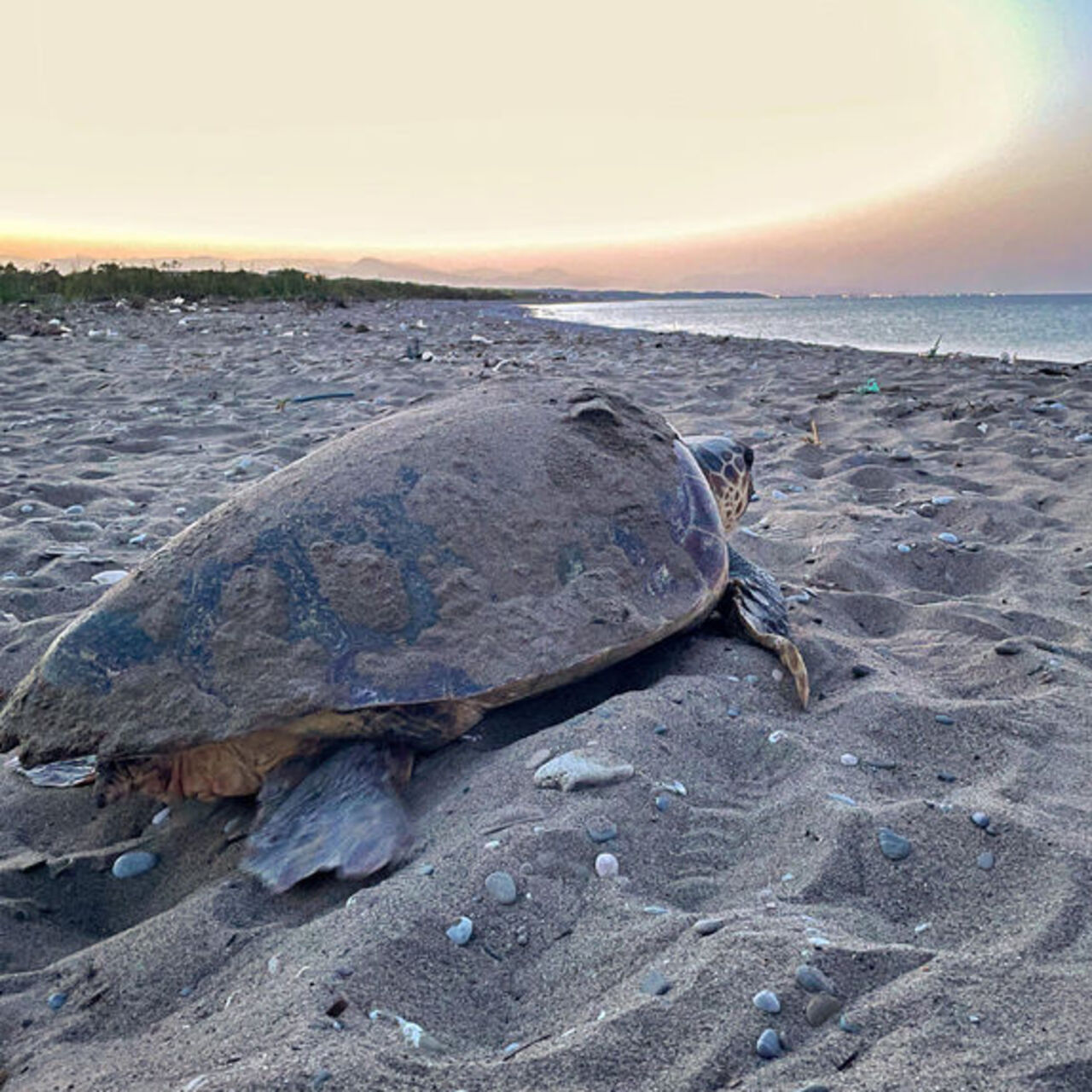 Caretta carettalardan ilk yuva
