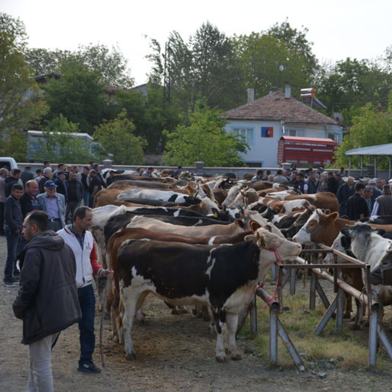 Banaz’da hayvan pazarı yeniden açıldı