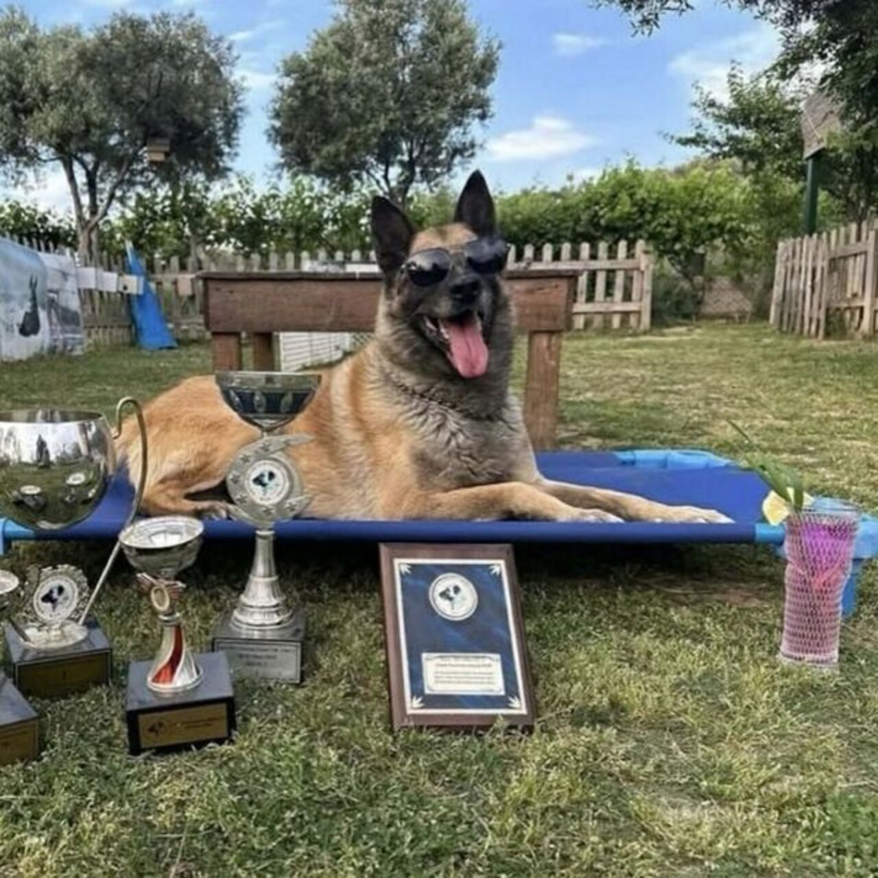 Kahraman köpek ‘Bob’ öldü