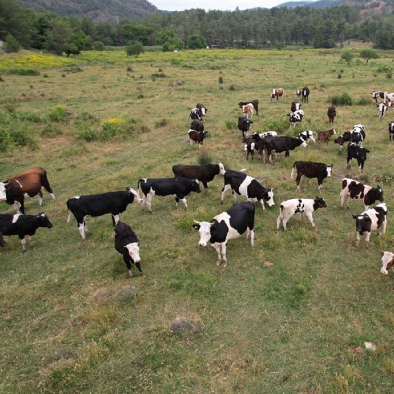 Köyceğiz’de 400 dekarlık mera alanı açıldı