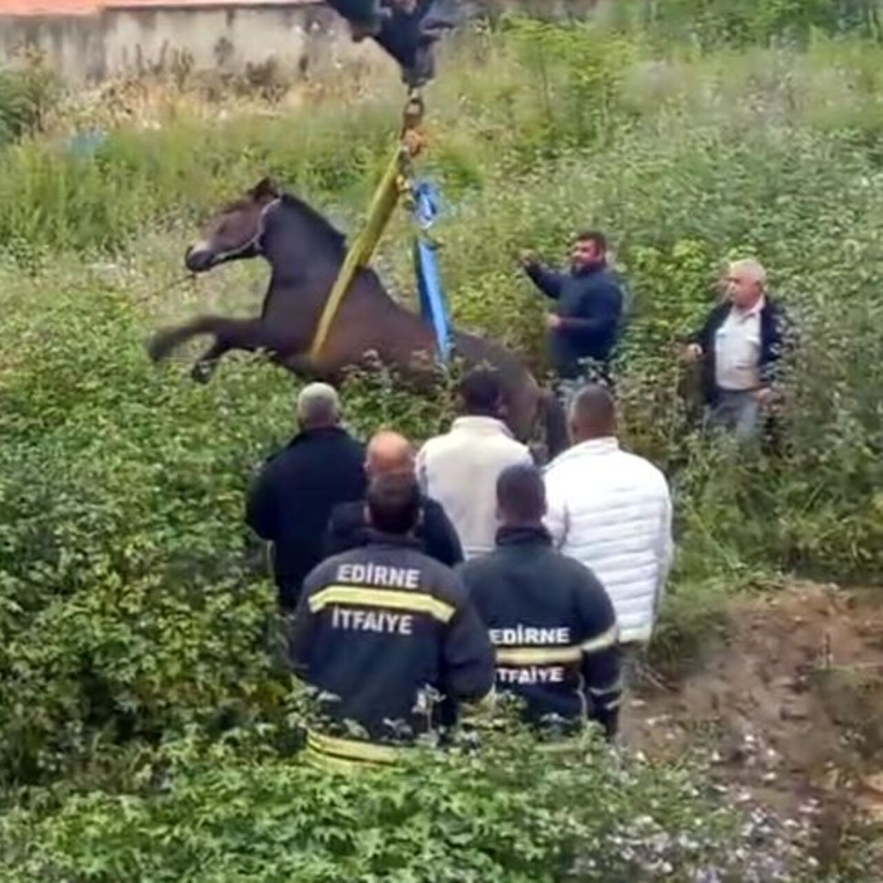 Çukura düşen at, vinçle kurtarıldı