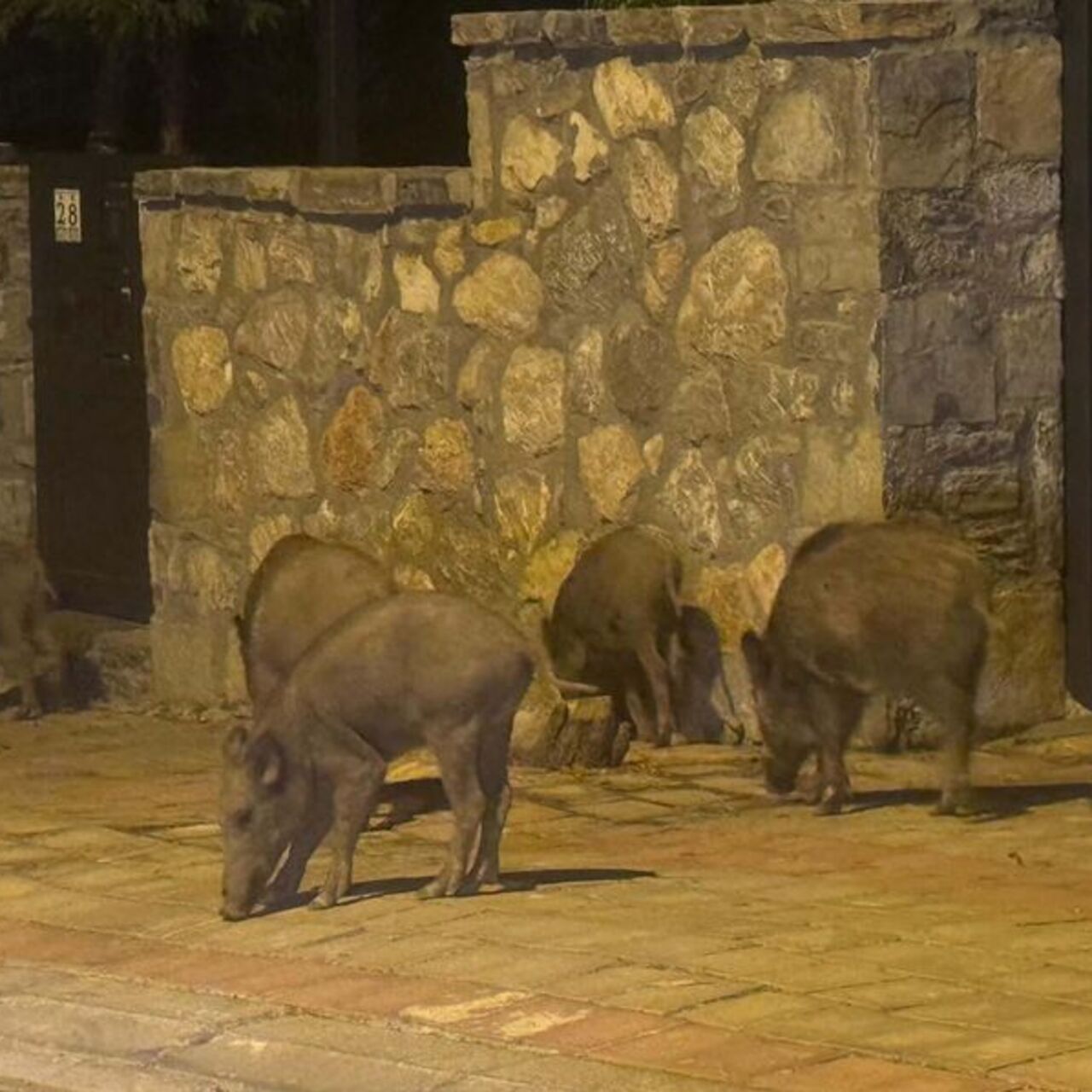 Muğla’da yaban domuzlarıyla mücadele kararı