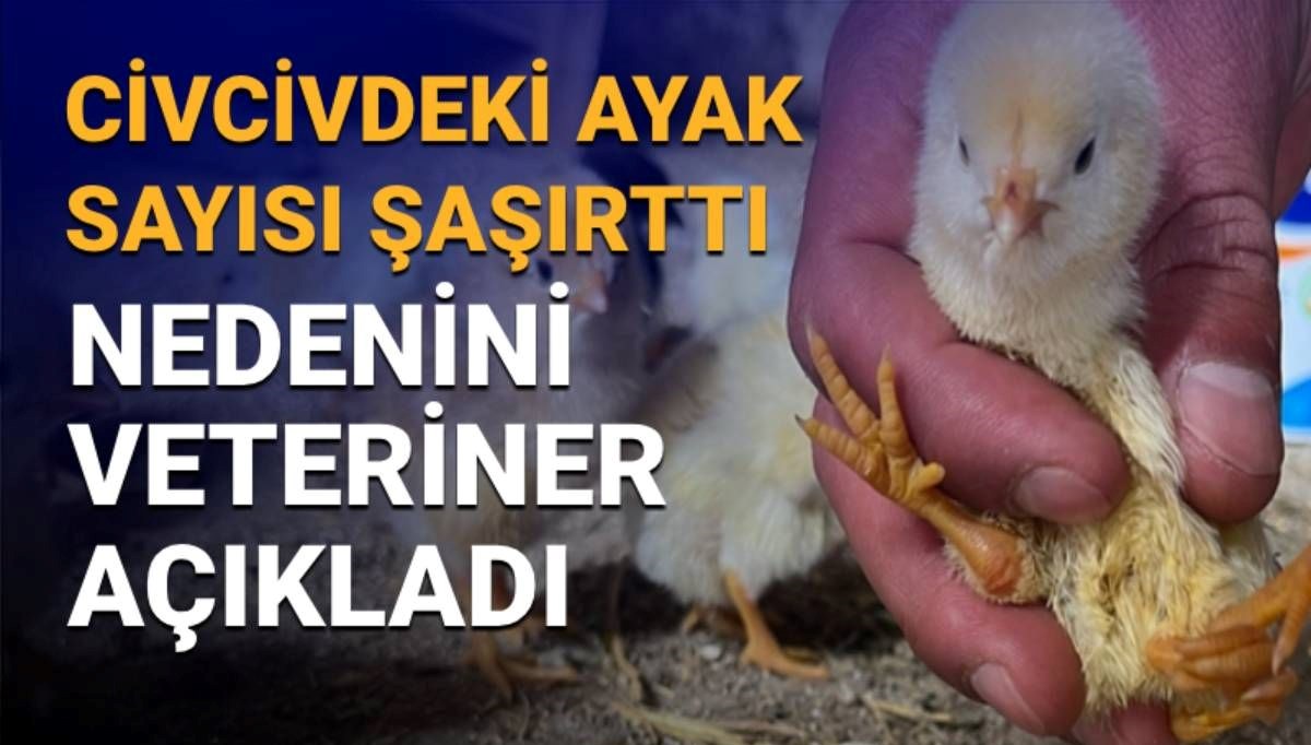 Çankırı’daki görüntü şaşırtmıştı: 4 ayaklı civciv nasıl olur? Sebebini veteriner açıkladı
