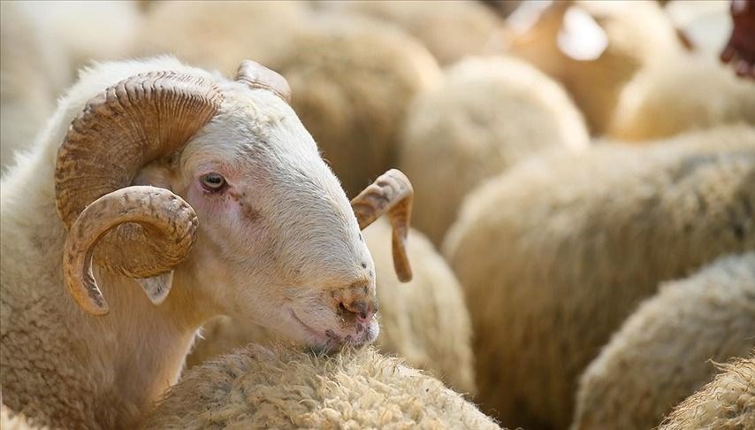 Kurban Bayramı ne zaman? Kurban Bayramı’na kaç gün kaldı?