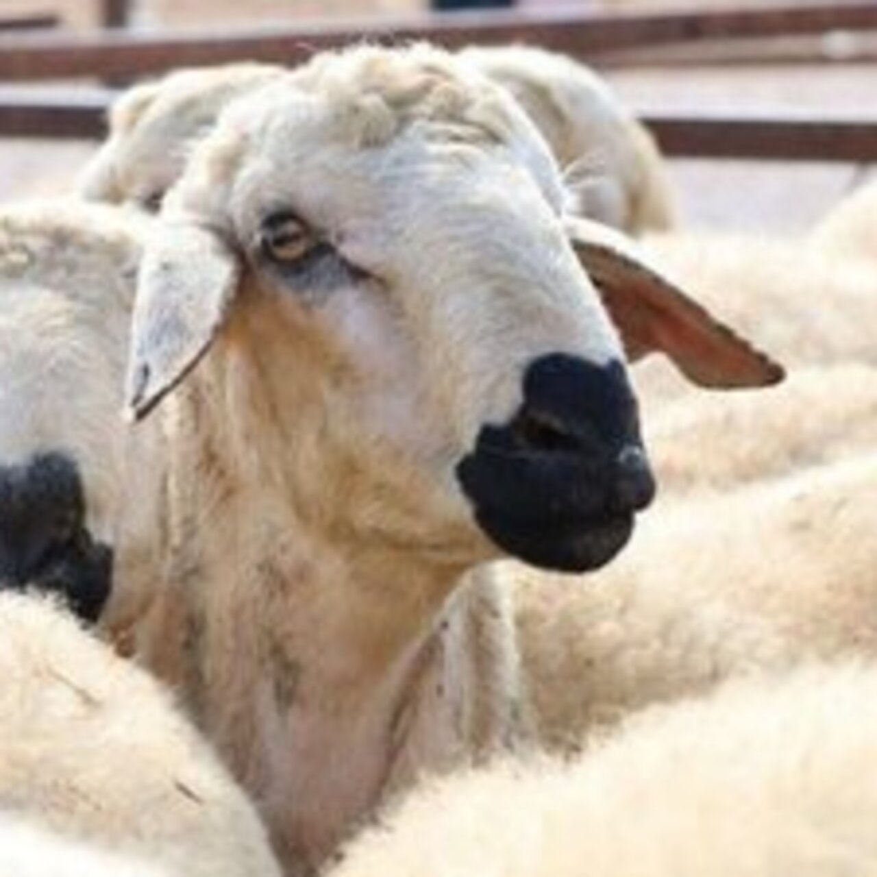 Kurban eti kimlere verilmez?