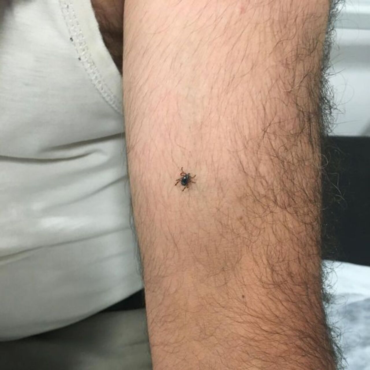 Bir ilçede daha kene vakası görüldü