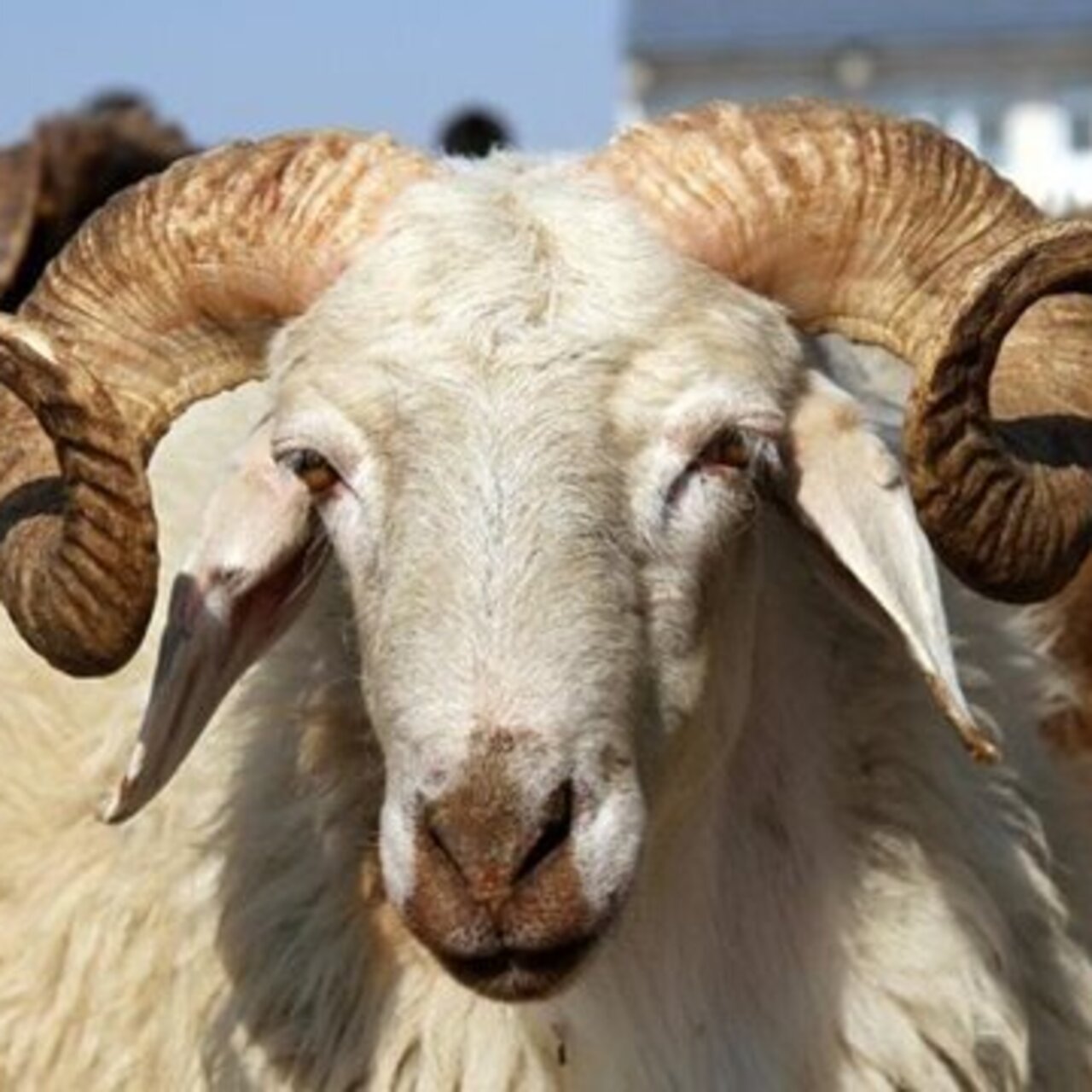 Kurban kesim vakti ne zaman başlar ve biter?