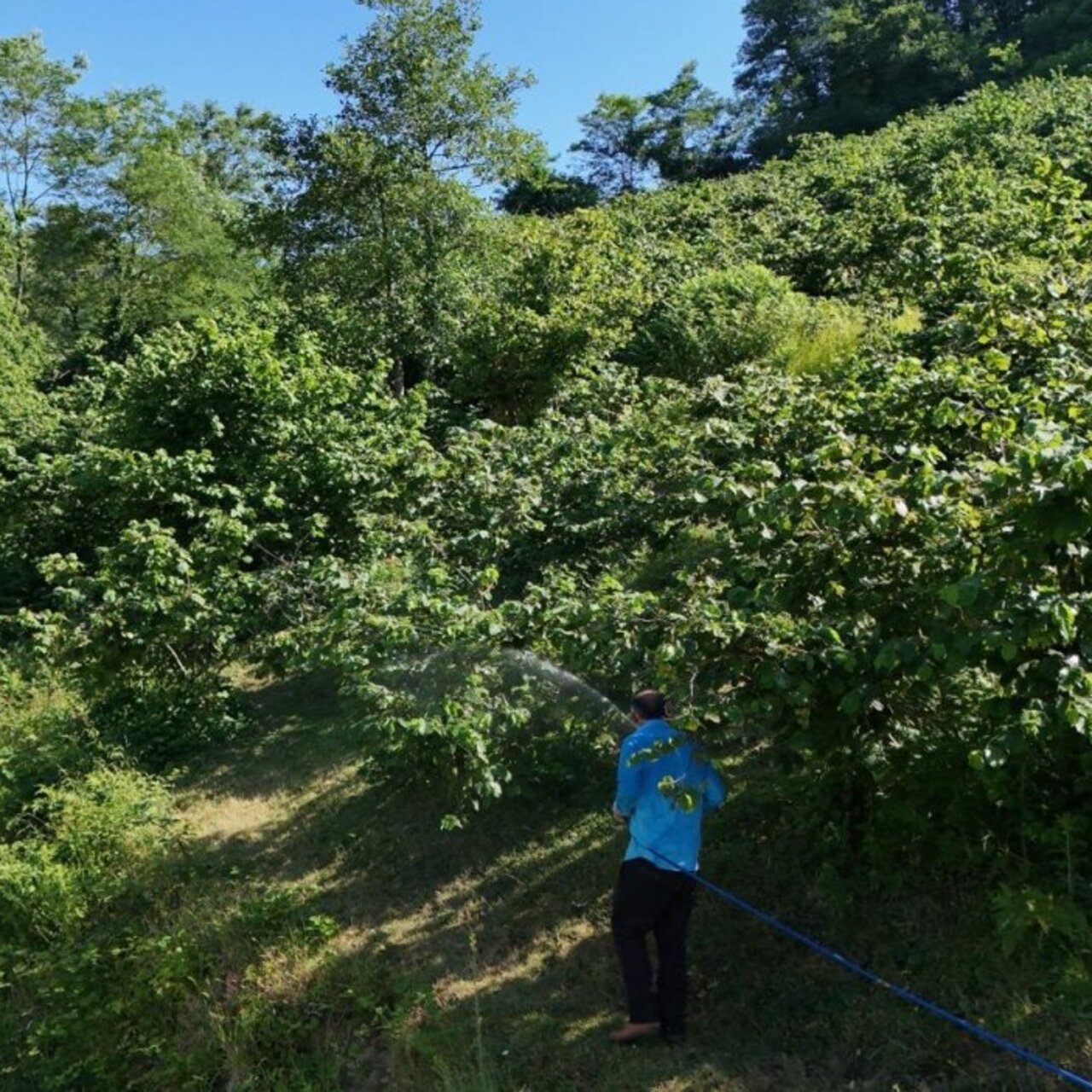Ordu’daki “kokarca” mücadelesinde başarı