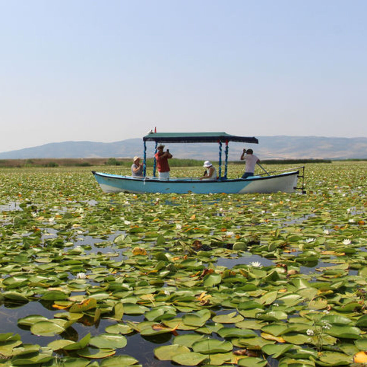Işıklı Gölü’nde ‘nilüfer’ turizmi