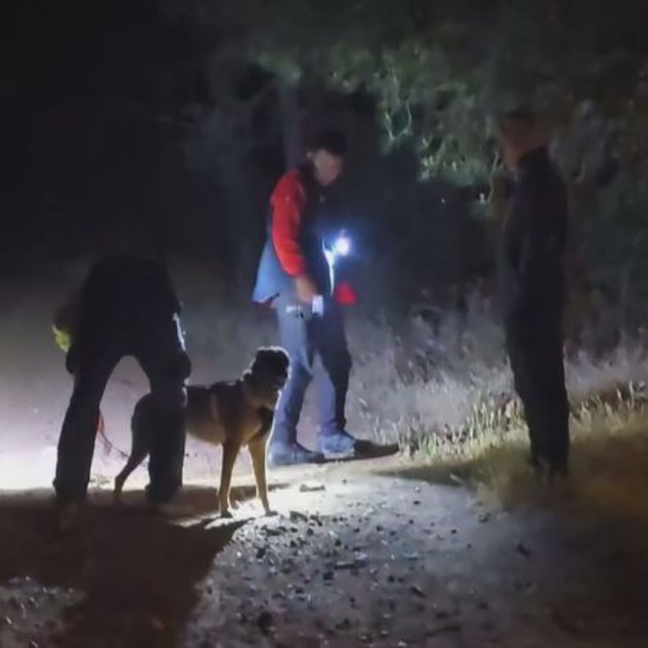Pendik’te ormana girdi ve ardından kayboldu!