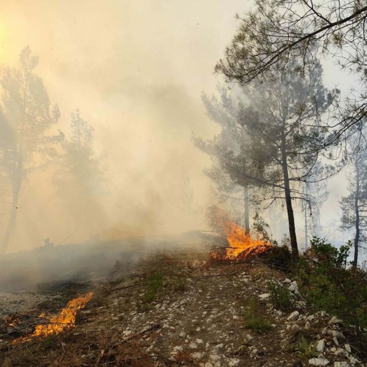 Balıkesir’de orman yangını
