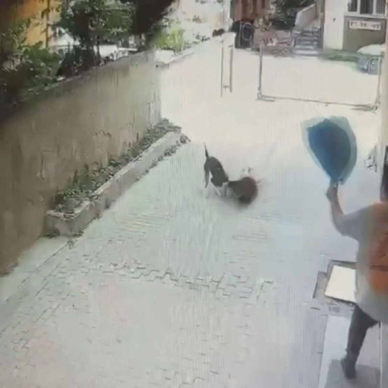İstanbul’da pitbull cinsi köpeğin saldırdığı 7 yaşındaki erkek çocuk yaralandı
