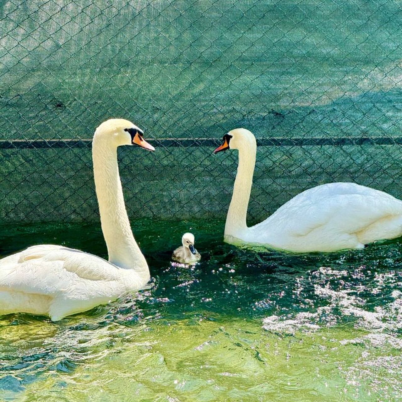 Kuğulu Park’ta 15 yıl sonra bir ilk