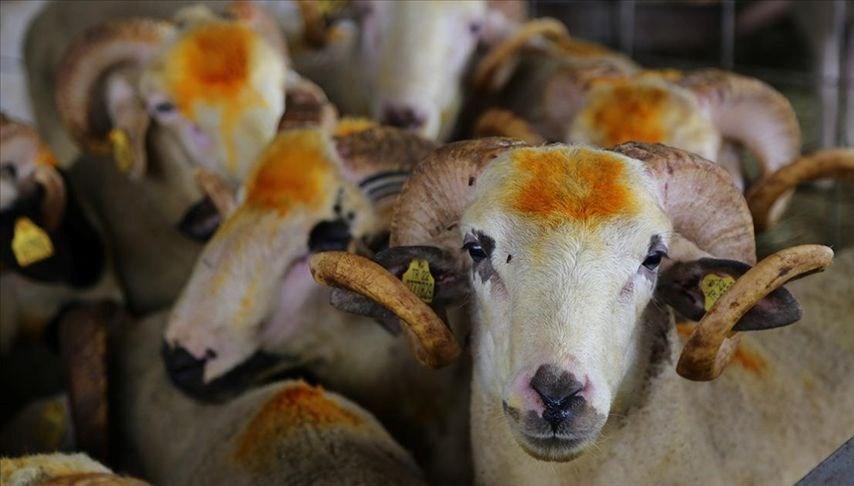 Kurban bayramın kaçıncı günü kesilir? Kurban kesim vakti ne zaman başlar ve biter?