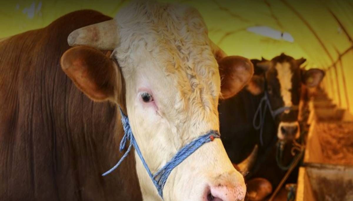 Kurban keserken besmele çekilmesinin hükmü nedir? Kurban keserken okunacak dua